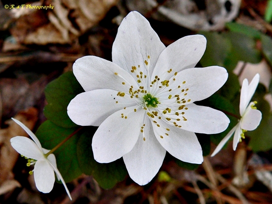 {Thalictrum thalictroides}